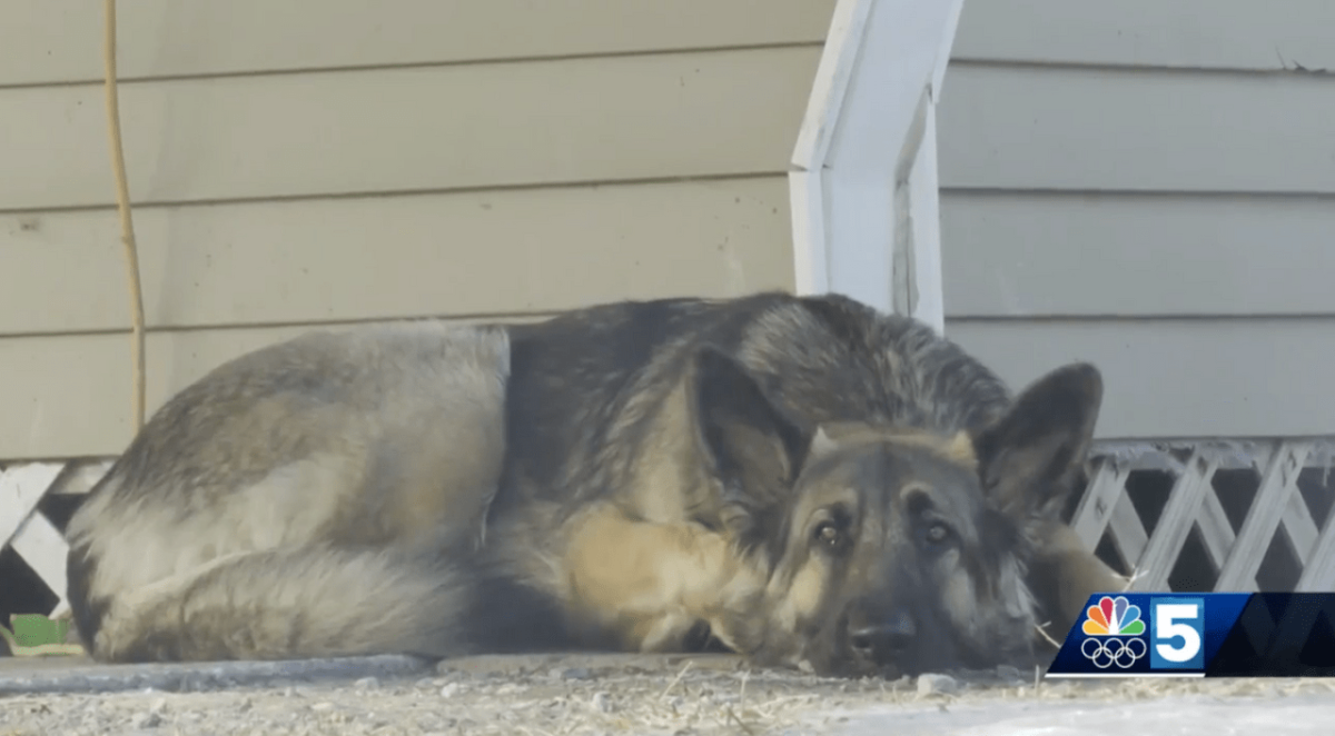 Dog Called ‘real Life Lassie After Leading Police To Scene Of Crash