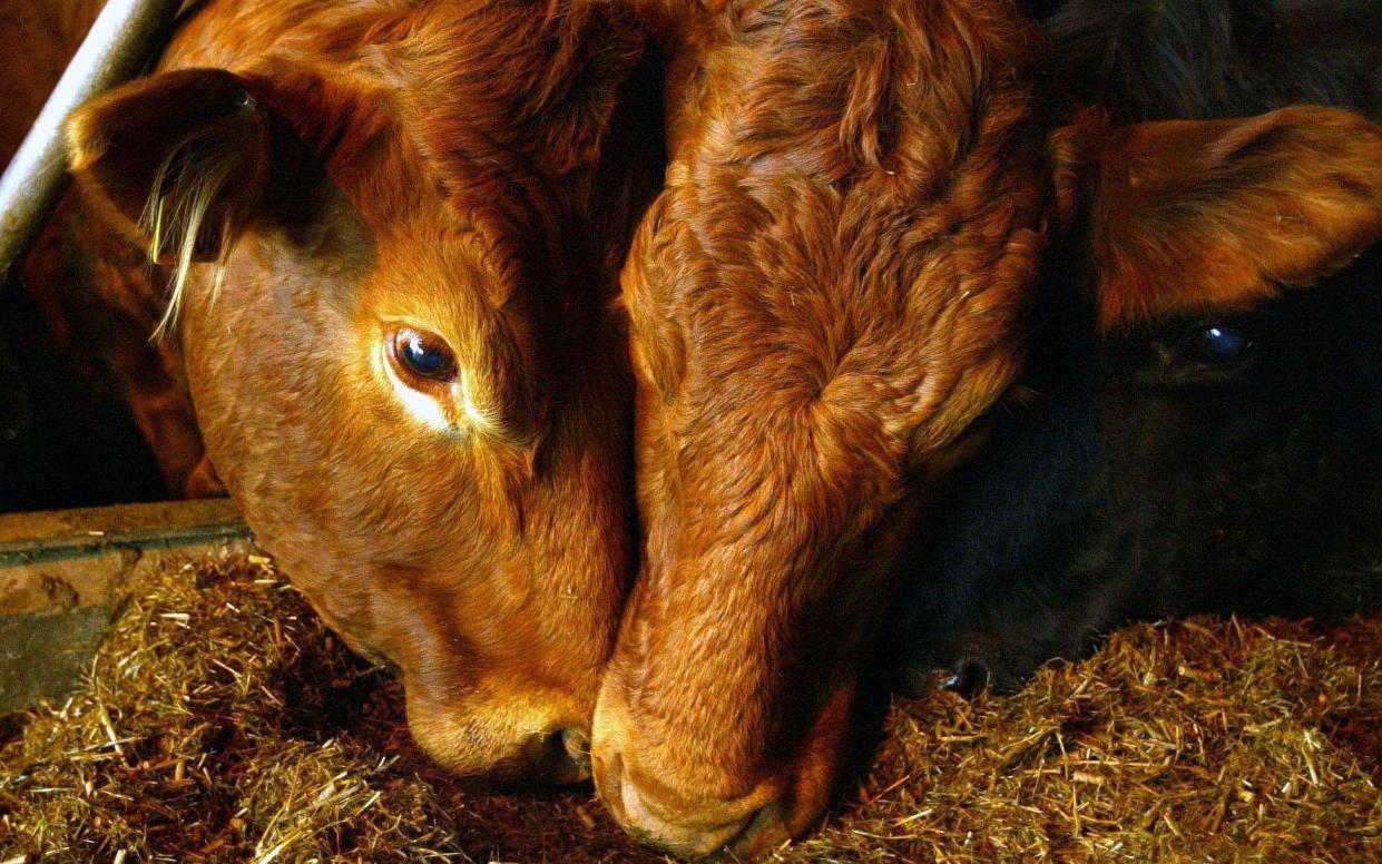 Case of mad cow disease found on farm in Scotland (file image) - PA