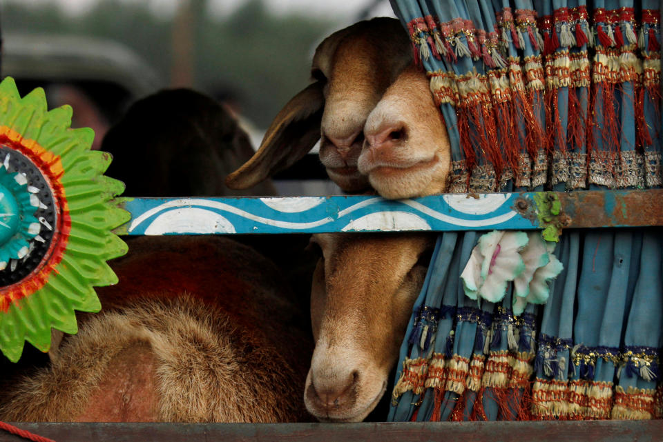 <p>Sheep are seen peeping outside a window of a van while being transported at a livestock market, ahead of the Eid al-Adha festival in Peshawar, Pakistan, Sept. 1, 2017. (Photo: Fayaz Aziz/Reuters) </p>