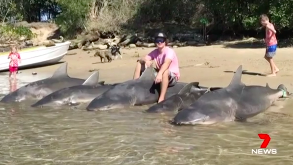 Commercial fisherman Billy Brislane caught five bull sharks in a popular camping spot at Macleay River on the NSW Mid North Coast.