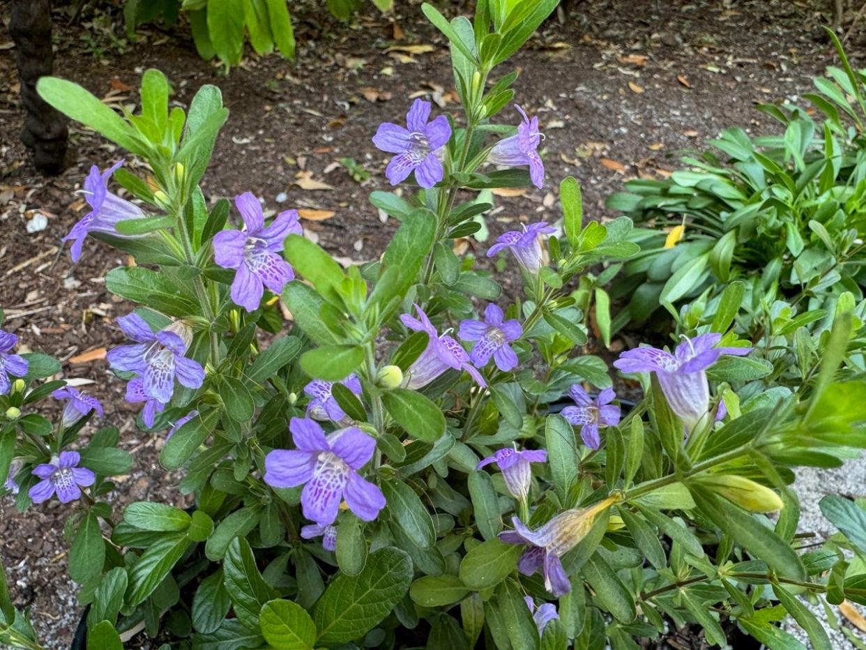 The violet-blue blossoms of the twinflower.