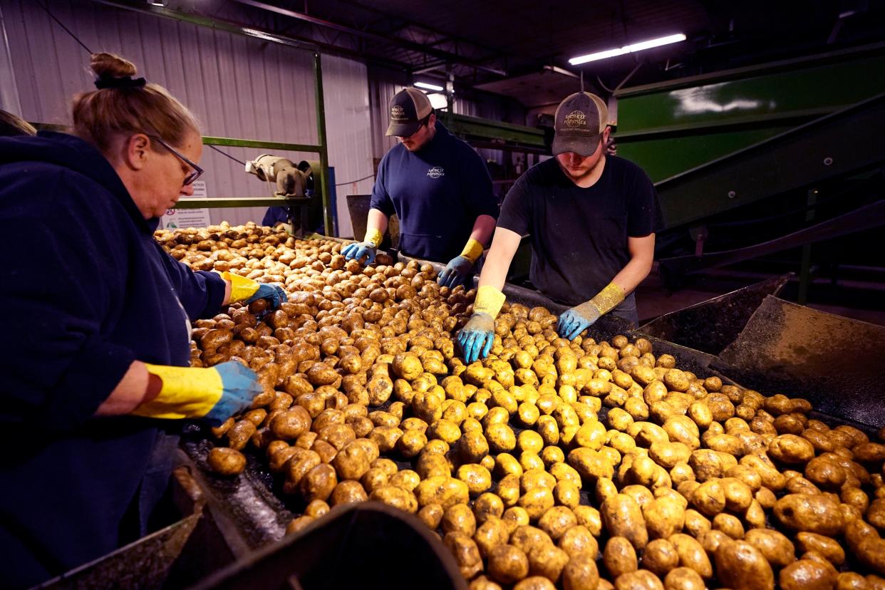 In a March 11, 2021 photo, potatoes are examined along a conveyor belt before being loaded into a tractor trailer at the Sackett Potato farm in Mecosta, Mich. For generations, Brian Sackett's family has farmed potatoes that are made into chips. About 25% of the nation's potato chips get their start in Michigan, which historically has had reliably cool air during September harvest and late spring but now is getting warmer temperatures. (AP Photo/Carlos Osorio) (AP)