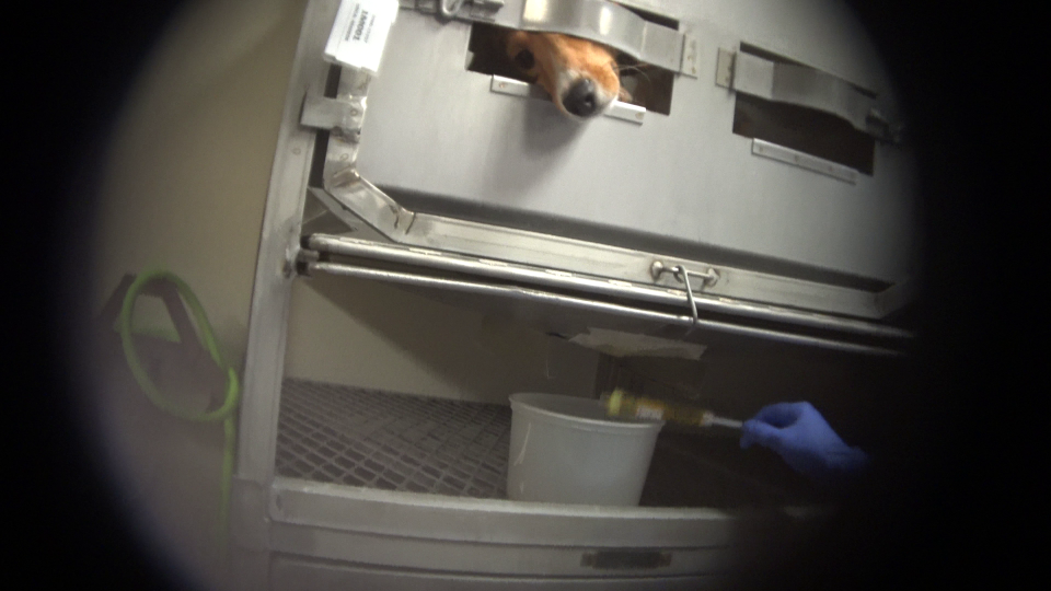 In an image from the Humane Society of the United States, a beagle is allegedly seen in an animal testing cage at a Mount Vernon, Ind., facility. An undercover investigator, according to information sent to the Journal & Courier, allegedly worked at the Inotiv Inc. facility and was assigned to more than 70 toxicity studies involving about 6,000 animals.