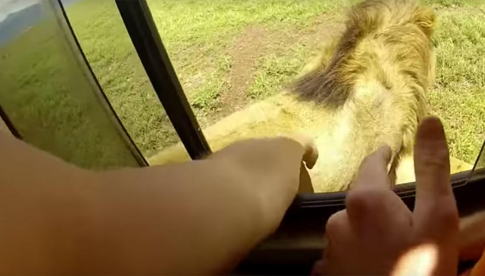 One of the tourists pats the lion. Source: YouTube/ Wildlife Sightings