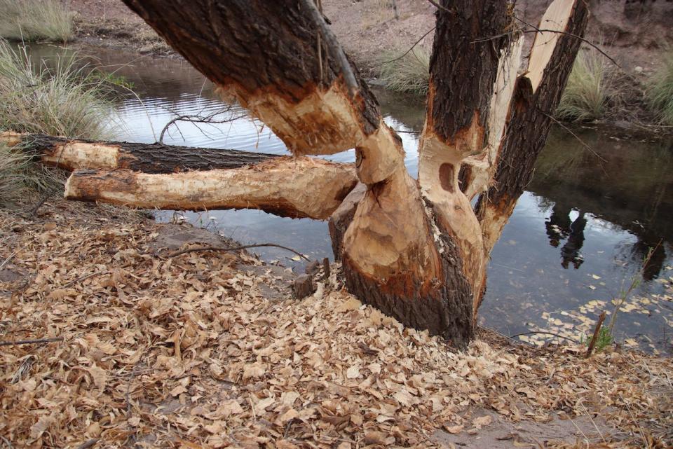 Beavers can chew huge chunks out of trees. Here, chews are seen on a cottonwood tree along the San Pedro River.