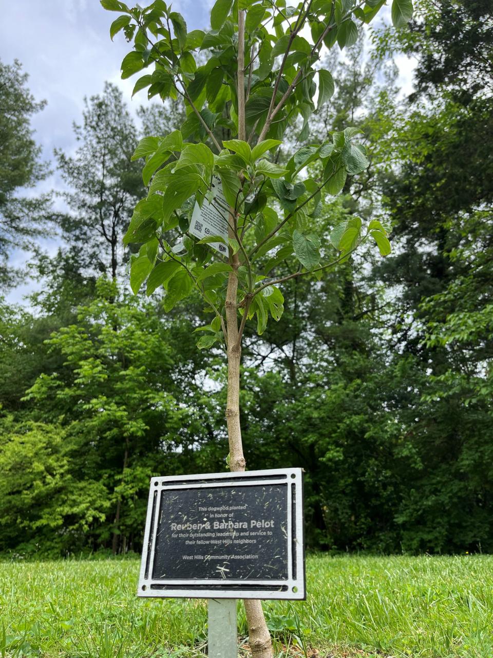 A young dogwood tree at West Hills Park and dedicated to longtime West Hills Community Association volunteers is shown on April 30, 2024.