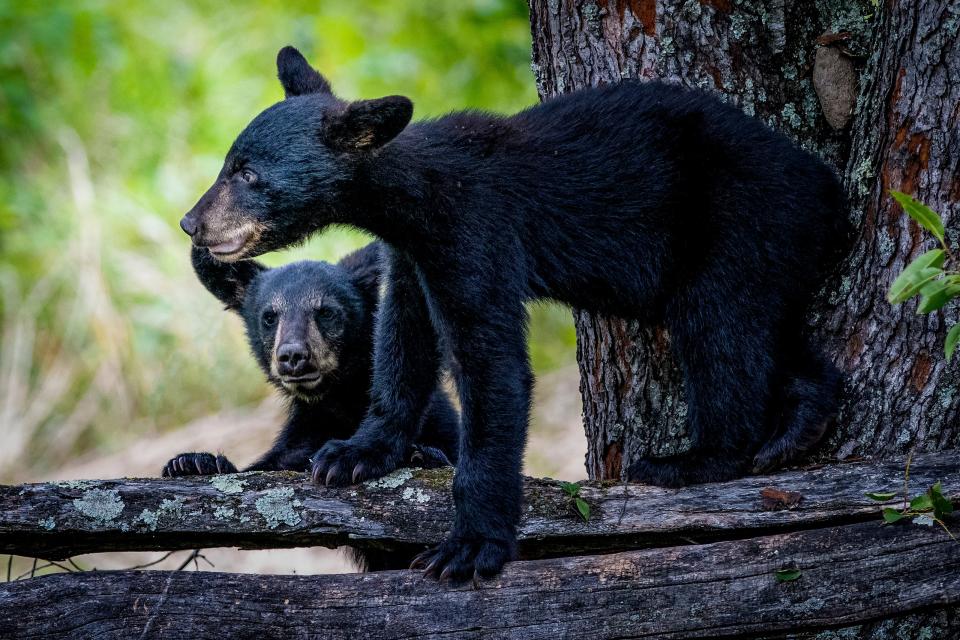 Black bear cubs on a fence in Gatlinburg, Tennessee.