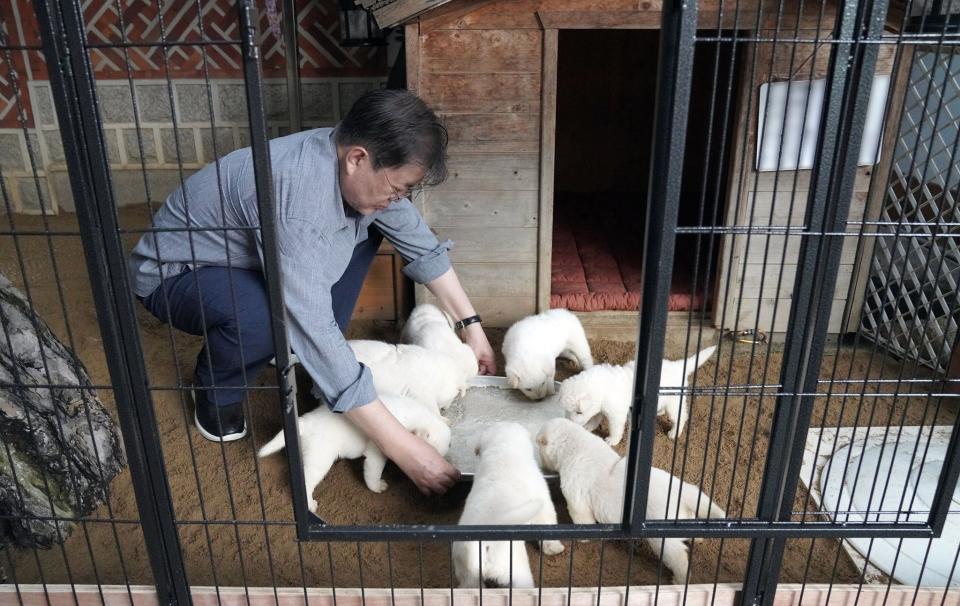 文在寅親自照料「和平禮物」生下的7隻幼犬。（翻攝自文在寅臉書）