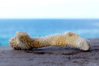 This Sept. 13, 2019 photo shows a chunk of bleached, dead coral shown on a wall near a bay on the west coast of the Big Island near Captain Cook, Hawaii. One of the state's most vibrant coral reefs thrives just below the surface in a bay on the west coast of Hawaii’s Big Island. Here, on a remote shoreline far from the impacts of sunscreen and throngs of tourists, scientists see the early signs of what’s expected to be a catastrophic season of coral bleaching in Hawaii. The ocean here is about three and a half degrees above normal for this time of year. Coral can recover from bleaching, but when it is exposed to heat over several years, the likelihood of survival decreases. (AP Photo/Caleb Jones)