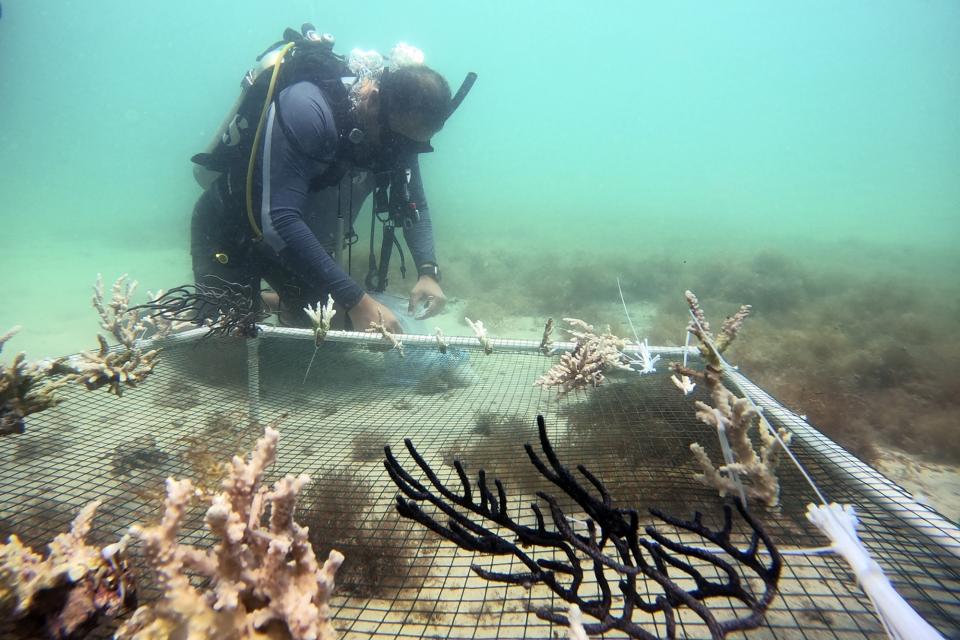 In this frame from video PADI Course Director Amr Anwar works to install coral to a net to replant it in Dubai, United Arab Emirates, June 4, 2023. Anwar is in the process of creating a certified coral restoration course that teaches divers how to collect and re-plant corals that have fallen after being knocked off by divers' fins or a boat's anchor. (AP Photo/Malak Harb)