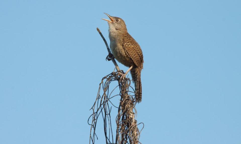 Zapata Wren (Ferminia cerverai) Endangered, Zapata Swamp, endemic bird to CUBA