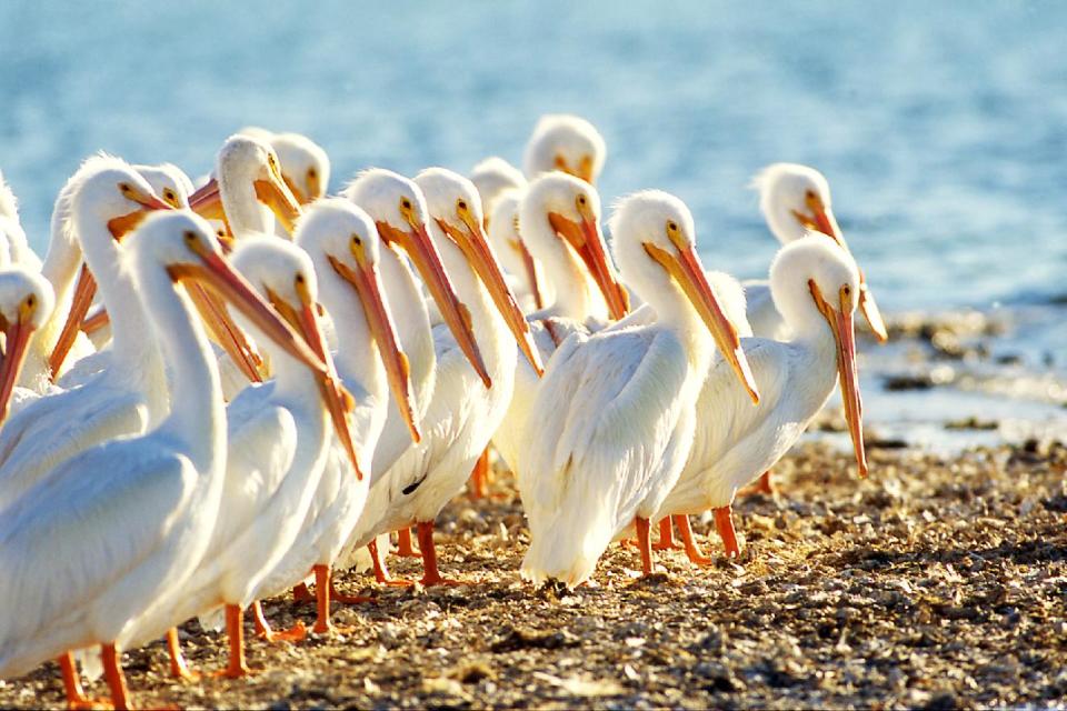 This undated photo provided by the Sanibel & Captiva Chamber of Commerce shows white pelicans on Sanibel Island in Florida. The Gulf Coast barrier island is known for quiet beaches, seashells and wildlife and its high season for tourism begins mid-January, peaking mid-March to mid-April. (AP Photo/Sanibel & Captiva Chamber of Commerce/David Meardon Photography)