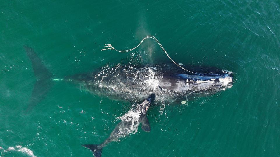 right whale