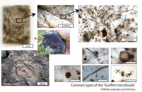 Photos des fossiles communs retrouvés à Gunflint (Canada) Crédit : Sasaki et al. 