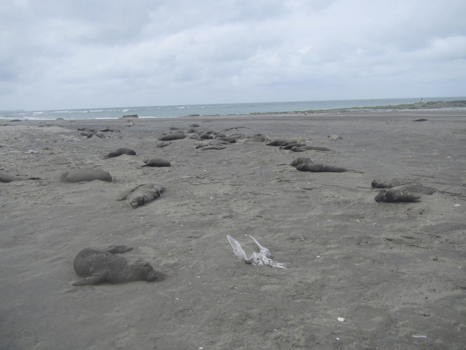 Dead elephant seals line the beach at Punta Delgada, Chubut, Argentina, on Oct. 10, 2023. Bird flu has killed tens of thousands of seals and sea lions around the world and scientists aren't sure how to stop it. (Ralph Vanstreels/UC Davis via AP)