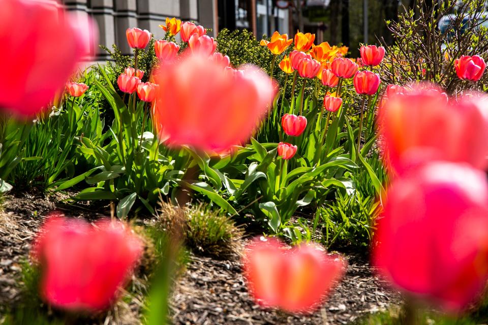 Tulips bloom along Washington Street, Friday, April 16, 2021, in Iowa City, Iowa. 