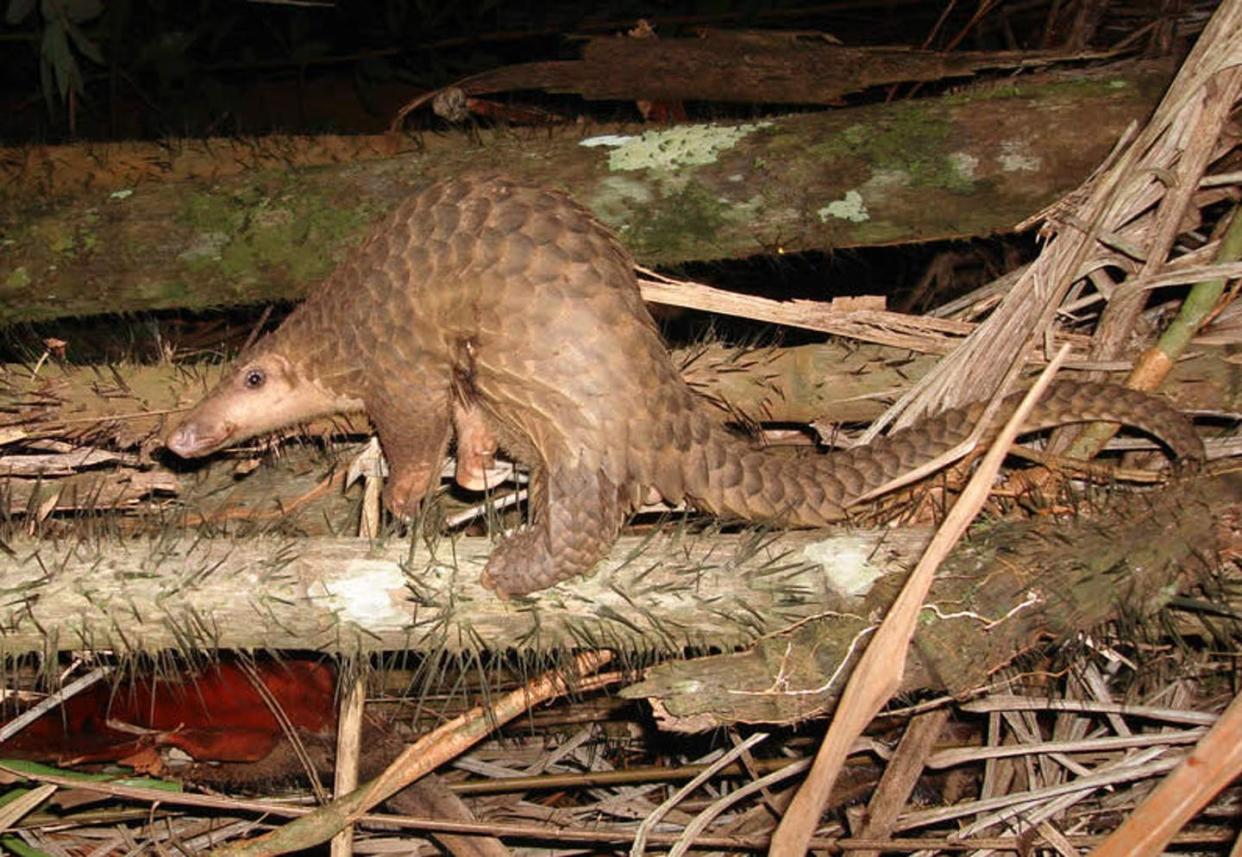 <span class="caption">This Sunda pangolin found throughout Southeast Asia is currently considered to be critically endangered.</span> <span class="attribution"><a class="link " href="https://upload.wikimedia.org/wikipedia/commons/4/42/Pangolin_borneo.jpg" rel="nofollow noopener" target="_blank" data-ylk="slk:Piekfrosch / German Wikipedia;elm:context_link;itc:0;sec:content-canvas">Piekfrosch / German Wikipedia</a>, <a class="link " href="http://creativecommons.org/licenses/by-sa/4.0/" rel="nofollow noopener" target="_blank" data-ylk="slk:CC BY-SA;elm:context_link;itc:0;sec:content-canvas">CC BY-SA</a></span>