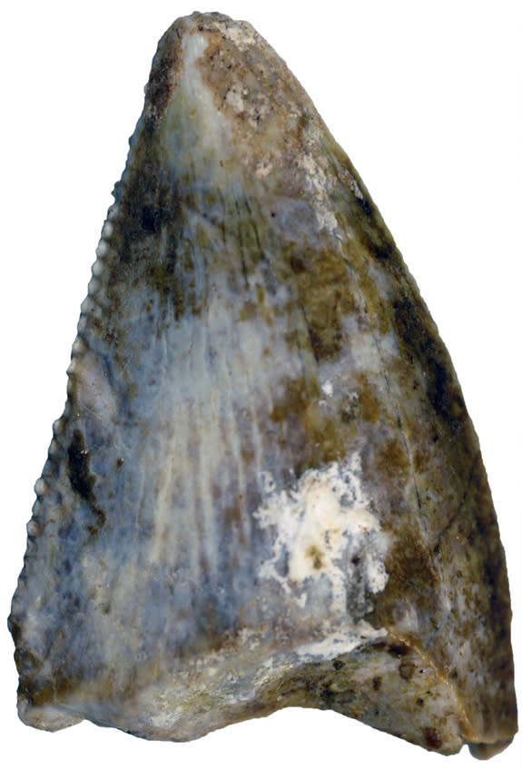 This abelisaur tooth is evidence of the first carnivorous theropod dinosaur from Saudi Arabia.