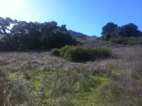 Chanterelle hunting ground