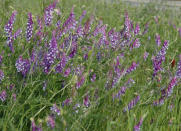 <body> <p>Vetch itself is inedible, but it's a friendly neighbor for <a rel="nofollow noopener" href=" http://www.bobvila.com/slideshow/the-12-inch-farm-10-foods-you-can-grow-in-containers-47785?bv=yahoo" target="_blank" data-ylk="slk:vegetables;elm:context_link;itc:0;sec:content-canvas" class="link ">vegetables</a> like peppers, tomatoes, cabbage, and broccoli because of its ability to fertilize soil through its roots. The plant also attracts beetles that eat up other insects that could pester your garden.</p> <p><strong>Related: <a rel="nofollow noopener" href=" http://www.bobvila.com/slideshow/10-easy-to-grow-vegetables-for-beginning-gardeners-47616?bv=yahoo" target="_blank" data-ylk="slk:10 Easy-to-Grow Vegetables for Beginning Gardeners;elm:context_link;itc:0;sec:content-canvas" class="link ">10 Easy-to-Grow Vegetables for Beginning Gardeners</a> </strong> </p> </body>