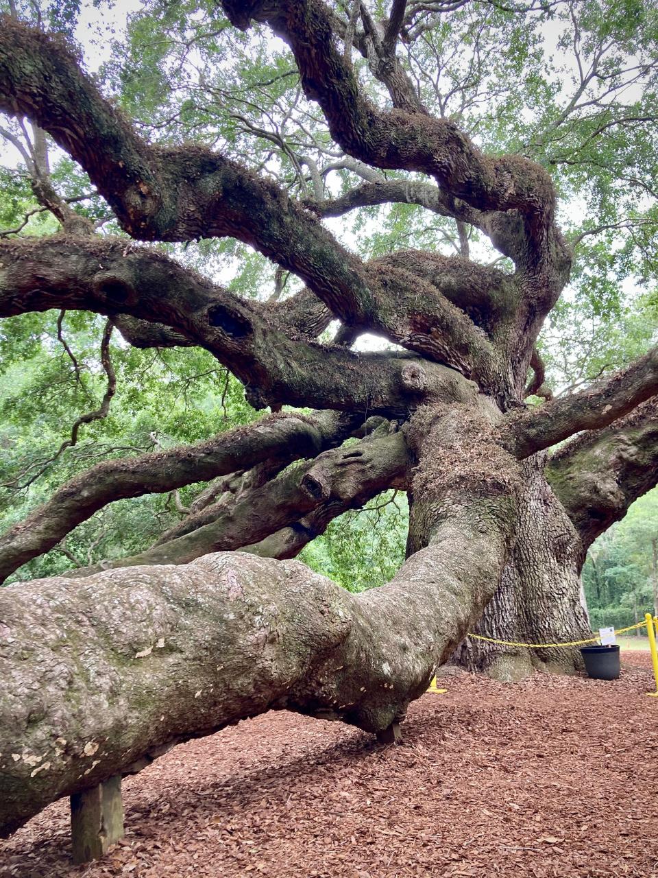 The massive Angel Oak twists in its more than 400-year-old splendor.