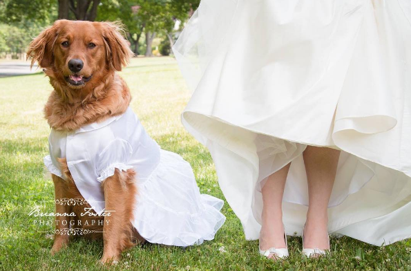 Is there anything more romantic than a retriever in a gown? 