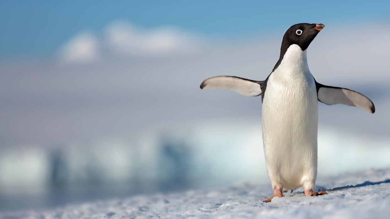 <p>Image: Penguins/TMDb</p>