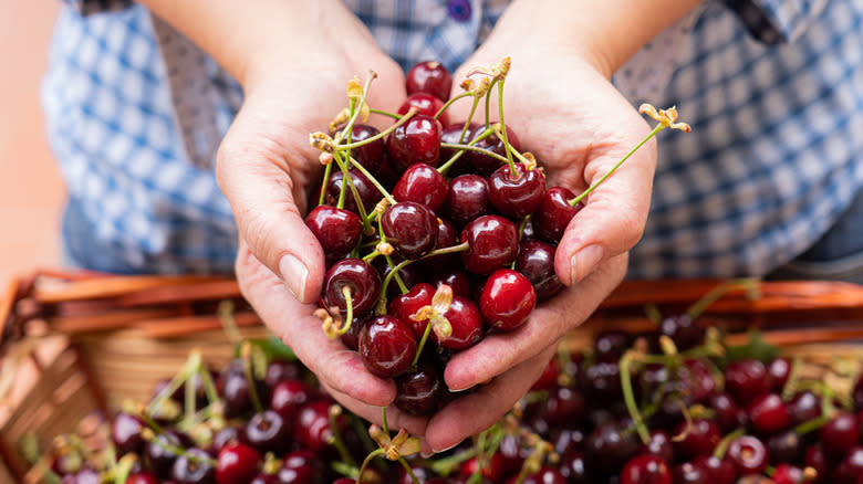 person holding cherries