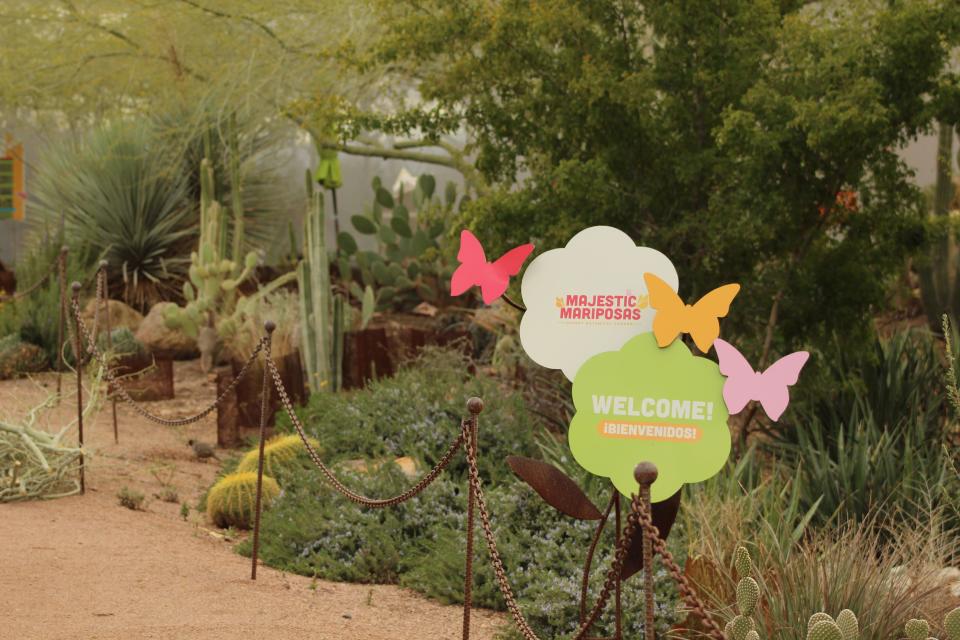 The majestic mariposas hosts a spring butterfly exhibit at the Desert Botanical Garden giving visitors an up-close experience with more than 2000 butterflies.