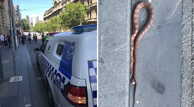 Part of the street outside Melbourne's Southern Cross Station gets cordoned off as authorities try to remove a tiger snake. Source: Twitter/Jodi Lee