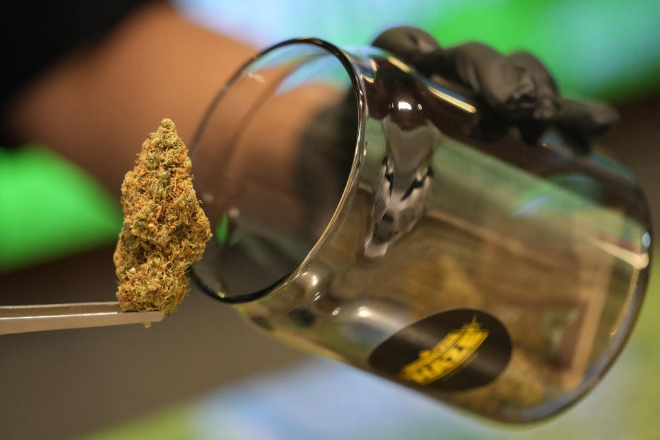 A flower bud of marijuana is prepared for customers at a Dutch passion shop in Bangkok, Thailand, Tuesday, June 27, 2023. Most Asian nations have strict drug laws with harsh penalties, and Thailand's de facto legalization of marijuana last year has brought a wave of tourists from the region like the visitor from Japan, intrigued by the lure of the forbidden leaf. (AP Photo/Sakchai Lalit)