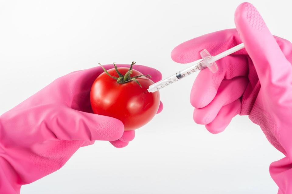 Tomato being injected