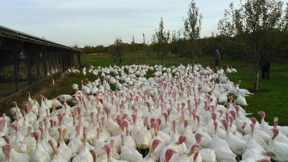 Nicholas Broad Breasted White turkeys roam at Lee Turkey Farm in East Windsor.