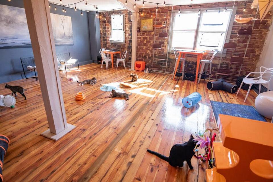 The cat room at Mac Tabby Cafe. Owner Lori Konawalik had to lay off her staff after she couldn’t get funding from the Paycheck Protection Program before the money was depleted. She’s hoping to get in on the next round of aid for businesses.
