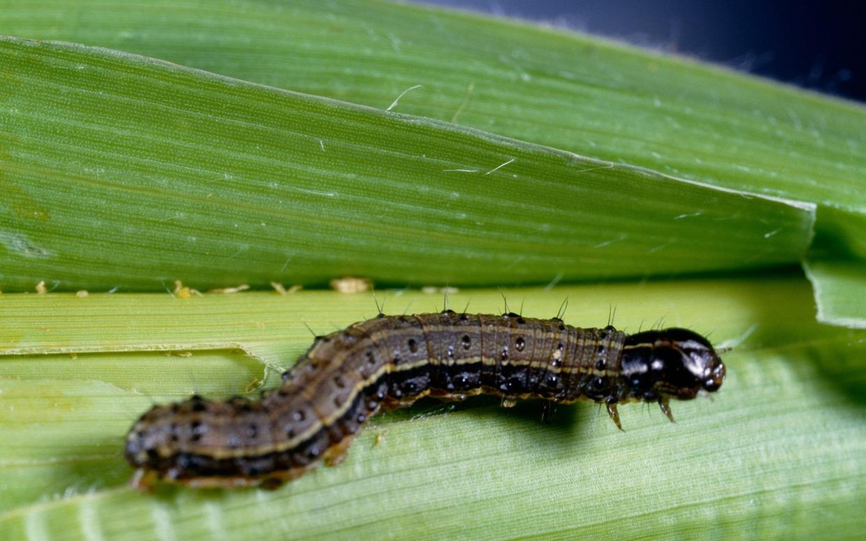 The fall armyworm can travel up to 100 km in one night - www.alamy.com