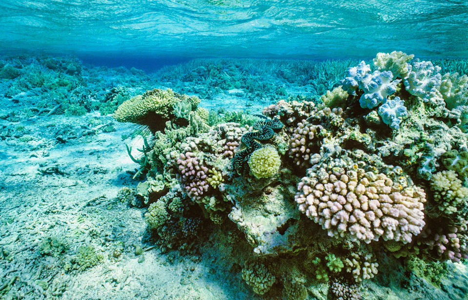 The volcanic rock will help boost the Great Barrier Reef's ecosystem through the spread of organisms that hitch a ride as it floats to Australia. Source: Getty, file