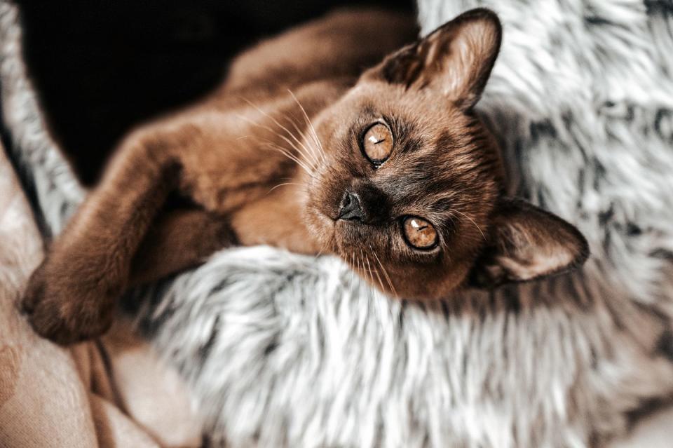 15 best hypoallergenic cats burmese cat