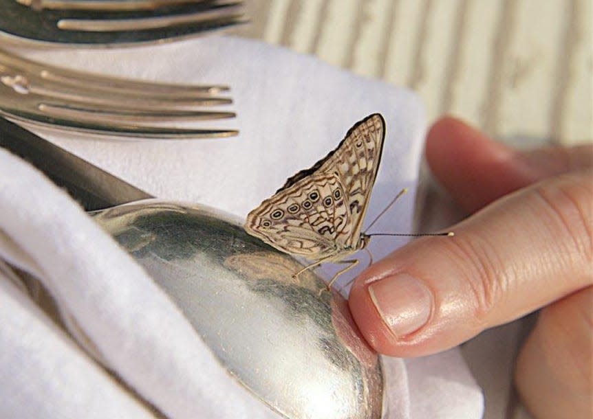 Hackberry emperors are attracted to salt on skin and will land on people.