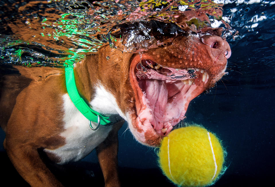<p>The jaws of a Staffordshire bull terrier just miss the floating tennis ball. (Photo: Jonny Simpson-Lee/Caters News) </p>
