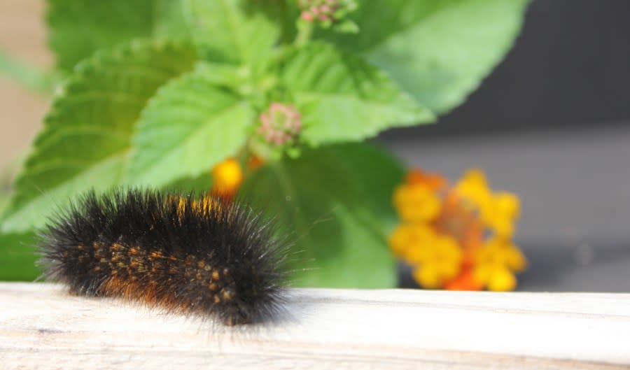 Salt Marsh Caterpillar on Wooden Fence With Yellow Flowers Estigmene acrea Rural East Texas (Getty Images)