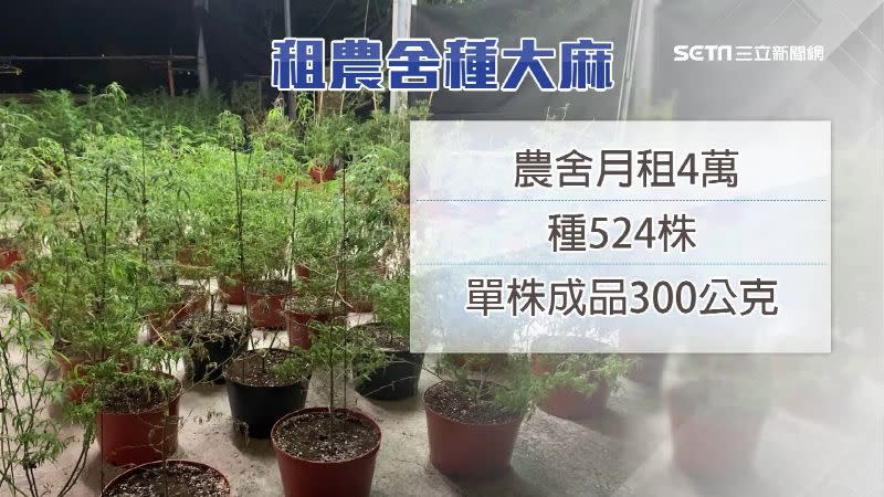 毒販種植的大麻市值高達2億元。