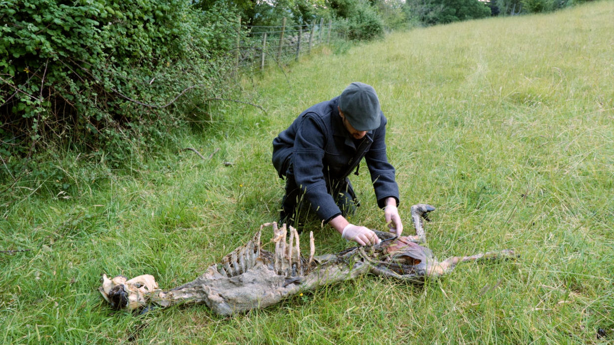 An animal carcus is studied. (Dragonfly Films/SWNS)