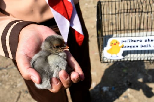 At a ribbon-cutting held Thursday, a dozen chicks in cages were distributed with a sign that read: 'Please take good care of me'