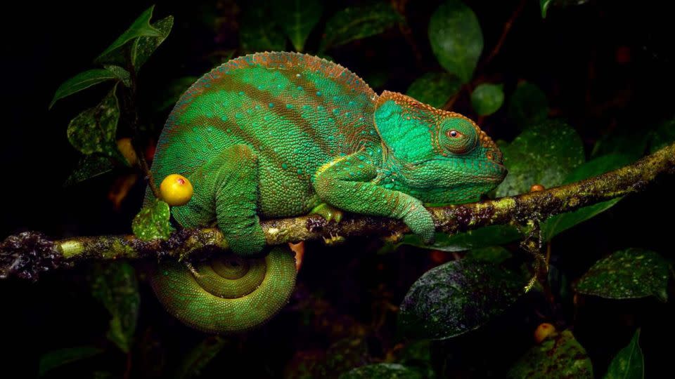 Photographed here by Petr Bambousek, brookesia, also known as leaf chameleons, are one of the smallest chameleons in the world, measuring only 10 centimeters long on average. - Petr Bambousek
