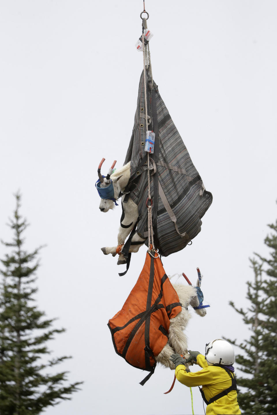 Olympic National Park Wildlife Branch Chief Patti Happe reaches toward a pair of mountain goats, including a billy, top, and a nanny, to settle them on the back of a truck after they were airlifted by helicopter Tuesday, July 9, 2019, to Hurricane Ridge in the park near Port Angeles, Wash. For the second straight summer, mountain goats are flying in Olympic National Park. Officials this week began rounding up the sure-footed but nonnative mammals from remote, rugged parts of the park so they can be relocated into the Cascade Mountains, where they do belong. (AP Photo/Elaine Thompson)