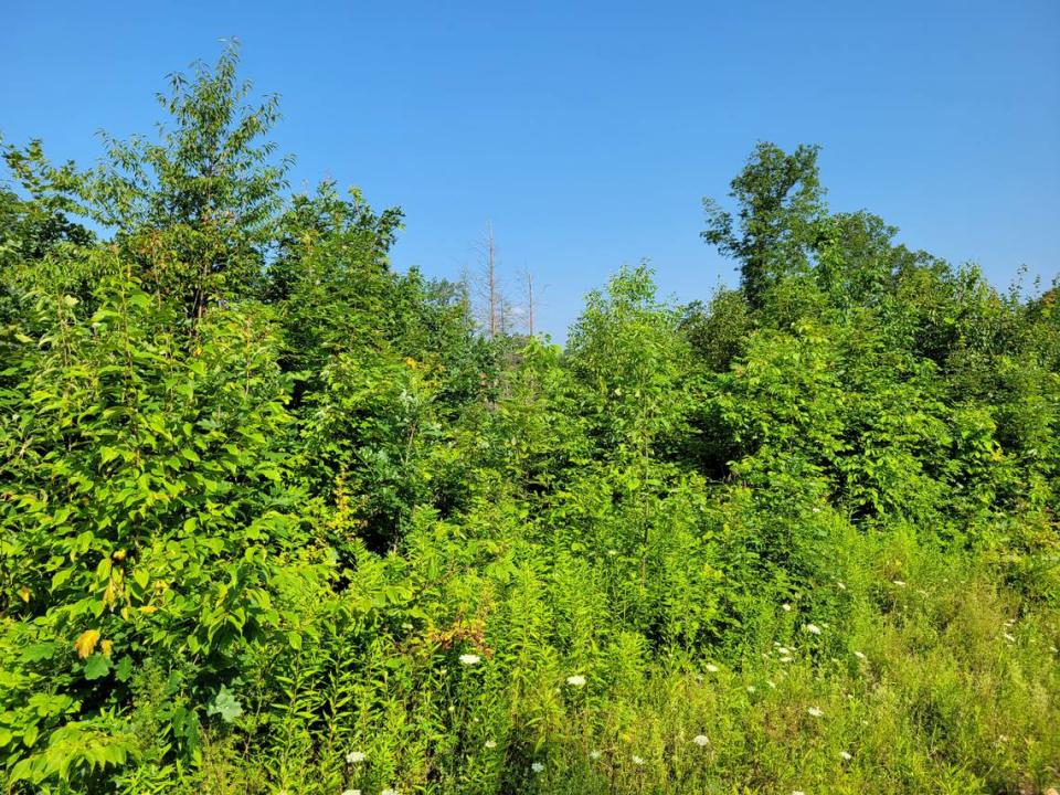 Since the timber harvest in 2017, the tallest trees in a section of State Game Lands 278 now reach 15 feet and have created a wildlife paradise.