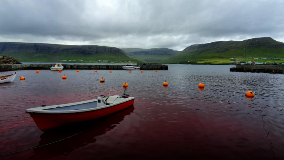 A boat in bloody water off the Faroe Islands.