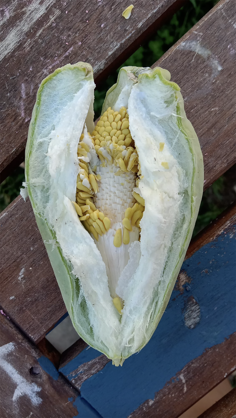 The yellow seeds inside the Moth vine fruit cut open.