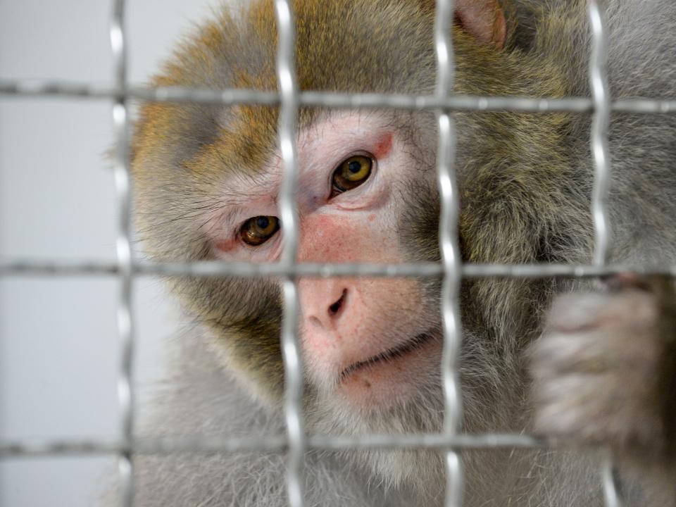 A rhesus macaque monkey in a cage.