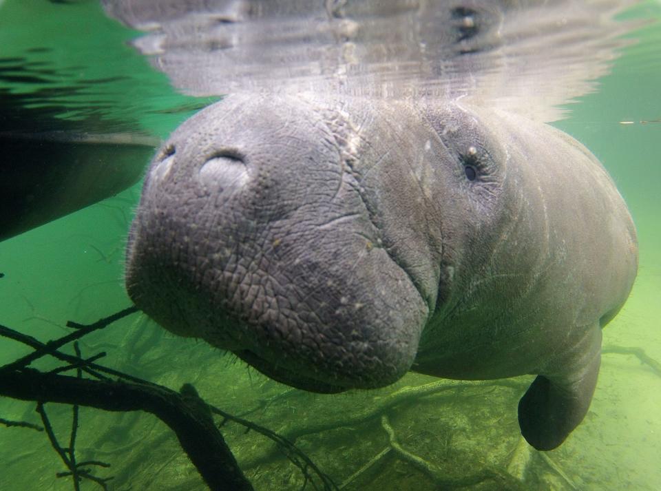 A manatee comes in close to investigate an underwater camera at Blue Springs State Park in Orange City, on Feb. 10, 2012. (Nigel Cook)